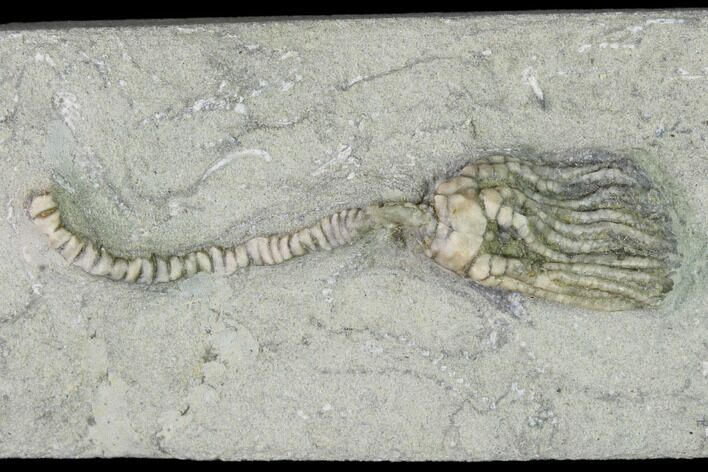 Fossil Crinoid (Platycrinites) - Crawfordsville, Indiana #150425